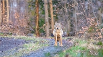 Gericht stoppt offenbar Abschuss des Wolfs im Kreis Cuxhaven Wolf