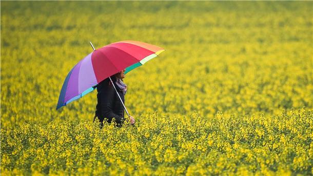 Warum der Sommer 2021 im Grunde gar nicht zu nass war Eine Frau mit Regenschirm geht im Regen zwischen zwei blühenden Rapsfeldern hindurch.