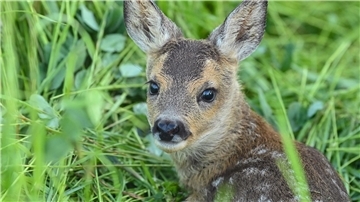 Der Roman „Bambi“ erschien vor etwa 100 Jahren.