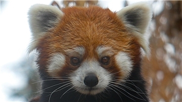 Der Rote Panda wird auch Katzenbär genannt (Symbolbild).