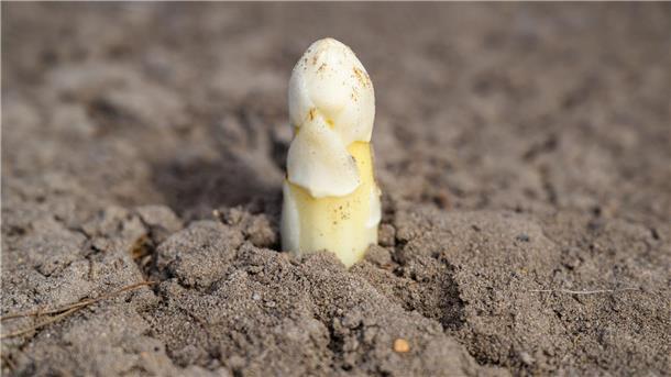 Der Ruf als potenzielles Aphrodisiakum ist Experten zufolge wohl vor allem auf das phallusähnliche Aussehen zurückzuführen.
