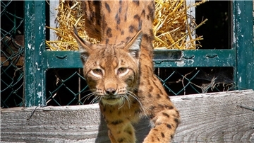 Der rund sechs Jahre alte männliche Luchs inspiziert im Harz sein Gehege. (Handout)