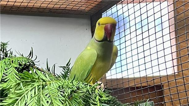 Zwei Tage lang farbenfrohe und lautstarke Vielfalt in der Kleintierarena Der schönste Vogel der Ausstellung war ein Halsbandsittich von Hobbyzüchter Günter Diekmann.