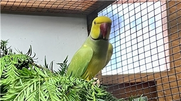 Der schönste Vogel der Ausstellung war ein Halsbandsittich von Hobbyzüchter Günter Diekmann.