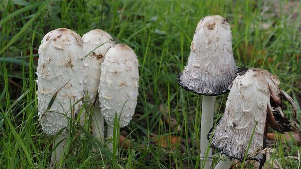 Schopf-Tintling ist Pilz des Jahres 2024 Der Schopf-Tintling ist der Pilz des Jahres.