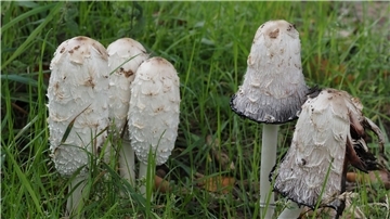 Der Schopf-Tintling ist der Pilz des Jahres.