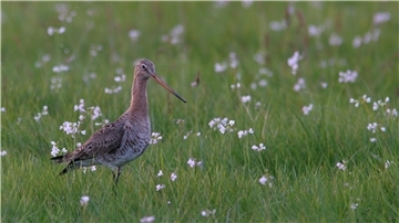 Der Schutz artenreichen Grünlands und der Wiesenvögel sind zwei Schwerpunkte der Naturschutz-Ziele des Niedersächsischen Weges. Unser Bild zeigt eine Uferschnepfe auf einer Wiese mit blühendem Wiesenschaumkraut.