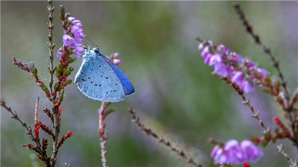 Der sehr seltene Hochmoorbläuling (Plebejus optilete) im Teufelsmoor.