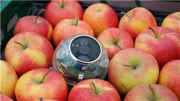 Der Sensor des digitalen Zwillings misst Sauerstoff und Kohlendioxid, um die Atmungsaktivität der Früchte zu bestimmen.