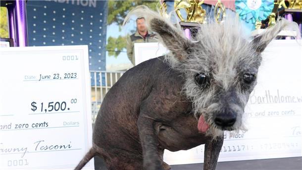 Nackthund „Scooter“ zum „hässlichsten Hund der Welt“ gekürt Der Sieger: Scooter, ein siebenjähriger chinesischer Schopfhund.