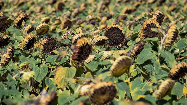 Der Sommer neigt sich dem Ende zu. Für Wetterexperten startet am Montag bereits der Herbst.