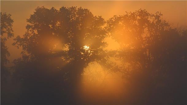 Bilder des Tages Der Sonnenaufgang scheint in Alt Zeschdorf am frühen Morgen durch den Nebel. In Berlin und Brandenburg bleibt es in den nächsten Tagen spätsommerlich mild.