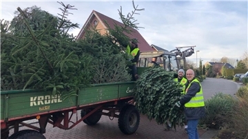 Weihnachtsbäume 