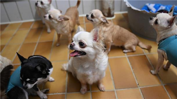 Tier, Tiere, noch mehr Tiere - „Animal Hoarding“ nimmt zu Der Stuttgarter Fund von 68 Chihuahua-Rassehunden einer überforderten Züchterin sorgte zuletzt für Aufsehen.
