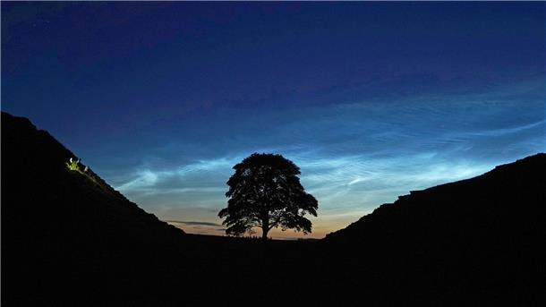 Alter von illegal gefälltem Robin-Hood-Baum bestimmt Der Sycamore Gap Tree in England war einst ein beliebtes Fotomotiv. (Archivfoto)