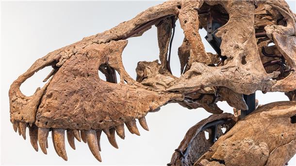 Der Tyrannosaurus-Schädel könnte bei einer Auktion in New York bis zu 20 Millionen US Dollar einbringen.