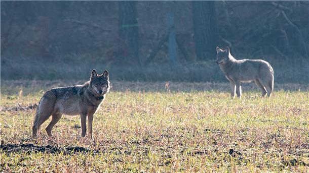Weiter Streit um Umgang mit dem Wolf Der verhaltensauffällige Wolf Kurti (links) war der erste legal abgeschossene Wolf in Deutschland seit der Rückkehr der Tiere. Er wurde im April 2016 in der Lüneburger Heide von einem Scharfschützen der Polizei getötet.