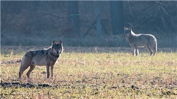 Der verhaltensauffällige Wolf Kurti (links) war der erste legal abgeschossene Wolf in Deutschland seit der Rückkehr der Tiere. Er wurde im April 2016 in der Lüneburger Heide von einem Scharfschützen der Polizei getötet.