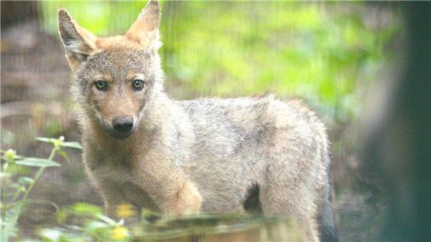 Verwaister Wolfswelpe kommt ins Wolfcenter Dörverden Der verwaiste Welpe wird im Wolfcenter aufgepäppelt.