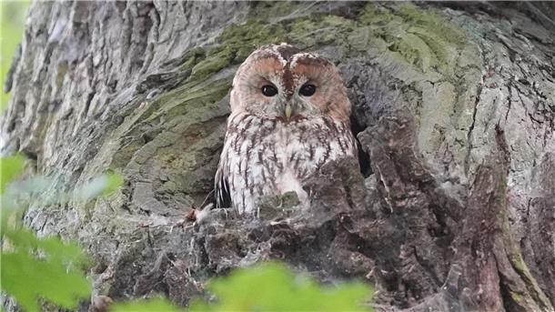 Gut getarnter, lautloser Jäger Der Waldkauz hat ähnliche Farben wie der Baum, auf dem er sitzt.