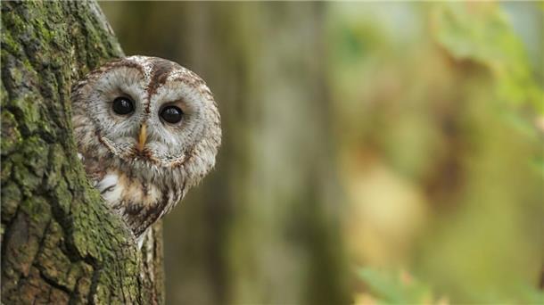 Der Waldkauz ist Vogel des Jahres 2017. Um die Eulenart in Parks und Waldgebieten zu fördern, können laut NABU spezielle Nisthilfen aufgehängt werden.