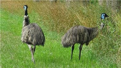 Der Wehldorfer Uwe Gebhardt war mit dem Fahrrad unterwegs, als ihm zwischen Wehldorf und Heyerhöfen diese beiden Emus begegneten.