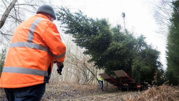 Festbaum für das Bundeskanzleramt auf dem Weg nach Berlin Der Weihnachtsbaum für das Bundeskanzleramt wird im Eberswalder Stadtwald auf einen Lastwagen geladen.
