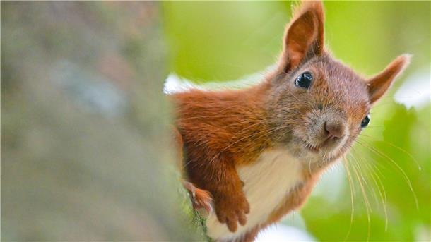 Ein Eichhörnchen sitzt am Baum.