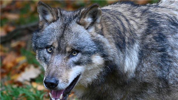 Der Wolf bereitet nicht nur Haltern von Weidentieren Sorgen.