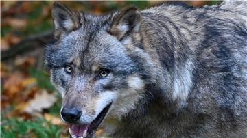 Der Wolf bereitet nicht nur Haltern von Weidentieren Sorgen.