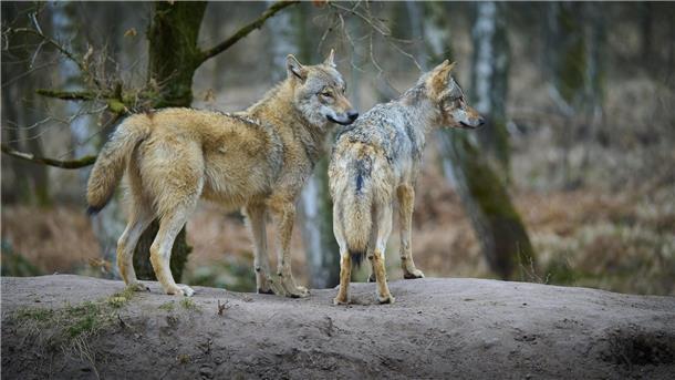 Schutzstatus für den Wolf: Thümler warnt vor einem „Spiel auf Zeit“ Zwei Wölfe stehen auf einer Erderhebung im Wald und beobachten ihre Umgebung.
