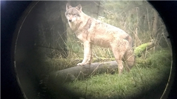 Der Wolf im Fadenkreuz: Nach zahlreichen Nutztierrissen wurde ein Wolf im Landkreis Cuxhaven zum Abschuss freigegeben.