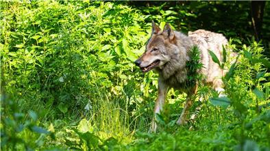 Wolf-Abschuss gestoppt: Das sagen Tierhalter und Jäger im Cuxland dazu Der Wolf ist derzeit im Landkreis Cuxhaven ein bedeutendes Thema. Tierhalter und Jäger nehmen Stellung zum gerichtlich verfügten Abschuss-Stopp.