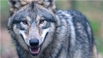 Der Wolf spaltet: Die einen freuen sich über seine Ausbreitung in Deutschland, andere fürchten ihn, weil er Menschen zu nah kommt. 