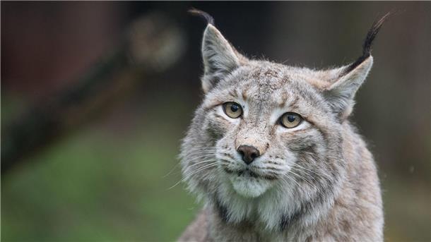 Der Zoo in Aalborg weist darauf hin, dass Raubtiere wie Luchse auf ganze Beutetiere angewiesen sind - gerne auch Haustiere. (Archivbild)
