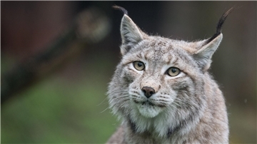 Der Zoo in Aalborg weist darauf hin, dass Raubtiere wie Luchse auf ganze Beutetiere angewiesen sind - gerne auch Haustiere. (Archivbild)