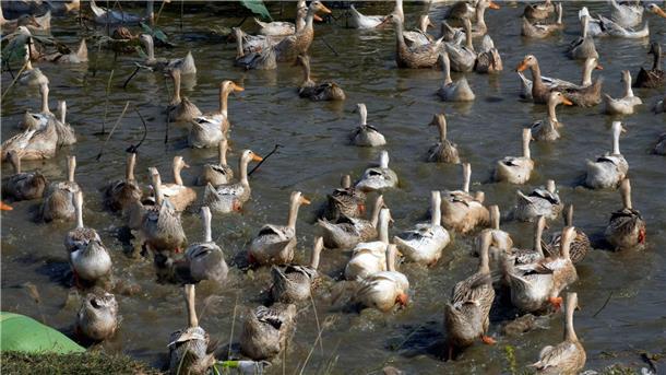 Kontakte von Kind mit Vogelgrippe nicht infiziert Derzeit grassiert die größte jemals dokumentierte Vogelgrippewelle, die vor allem bei Wasservögeln wie Enten auftritt.