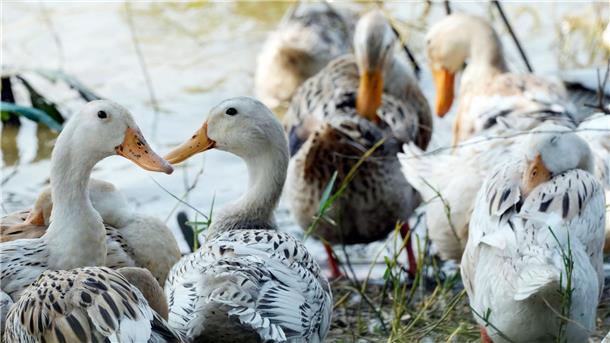 Vogelgrippe-Virus bei Toter in China entdeckt Derzeit grassiert die größte jemals dokumentierte Vogelgrippewelle bei Vögeln, die sich über mehrere Erdteile erstreckt.