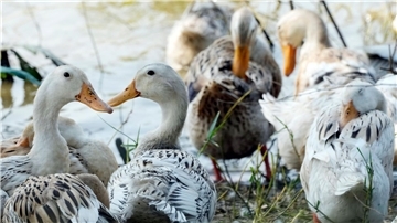Derzeit grassiert die größte jemals dokumentierte Vogelgrippewelle bei Vögeln, die sich über mehrere Erdteile erstreckt.