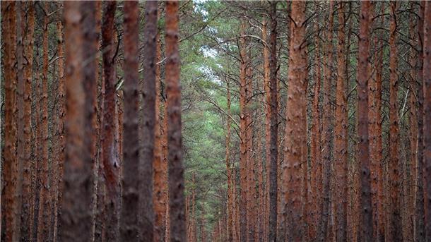 Deutsche Wälder im Klimastress Deutliche Schäden hatten nach der Waldzustandserhebung im vergangenen Jahr über alle Arten hinweg weiterhin 35 Prozent der Bäume.