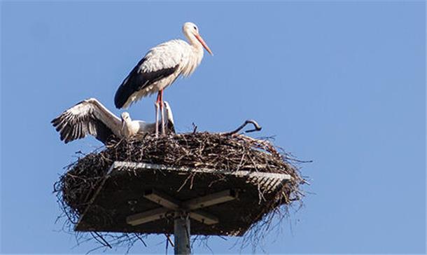 Der Weißstorch sorgt in diesem Jahr im Kreis Cuxhaven für Rekord Dicht neben dem Altstorch unternimmt das Junge auf dem Wehdeler Storchenhorst von Gerrik Reinberger seit Tagen Flugversuche. Bislang noch ohne Erfolg.