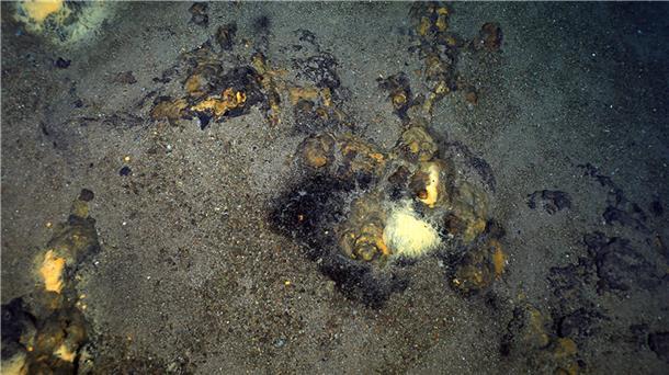 Welche Bedeutung die Entdeckung heißer Quellen in der Arktis hat Ozeanboden mit Verfärbungen in Gelbtönen.