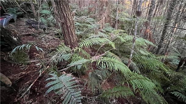 Neuseeland: Erste Fotos vom Camp des Kindesentführers Die abgelegenen Wälder in der Region sind von dichten Farnen bewachsen.