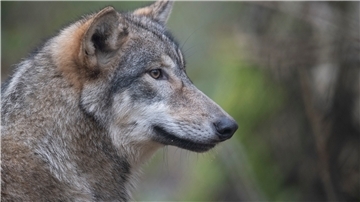Ein Wolf
