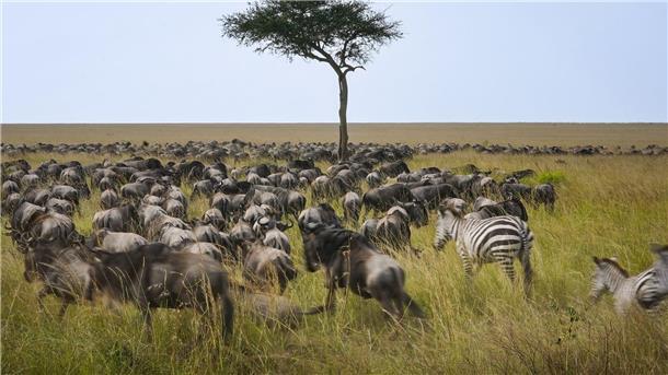 Spektakuläre Wanderung der Gnus - Sorge vor Übertourismus Die alljährliche Gnuwanderung von der Serengeti in die Masai Mara ist ein weltberühmtes Naturspektakel