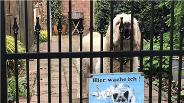 Die Anhebung der Hundesteuer in der Stadt Zeven lehnten die Ratsmitglieder der SPD, WFB und Grünen geschlossen ab. Erhöht wird sie dennoch - wie auch die Grund- und Gewerbesteuern.