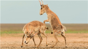 Die Antilopen sind in der zentralasiatischen Steppe beheimatet.