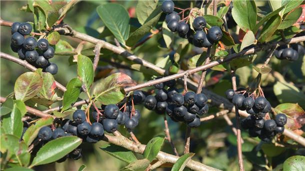 Die schwarze Wunderbeere Aronia liegt im Trend Reife Aroniabeeren hängen am Zweig.