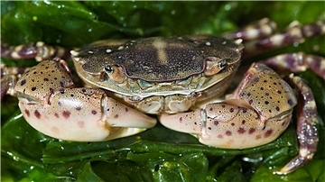 Die Asiatische Strandkrabbe – hier die Abbildung eines geschlechtsreifen Tieres – könnte auch die Strandkrabbe Carcinus maenas an den heimischen Nordseeküsten verdrängen.
