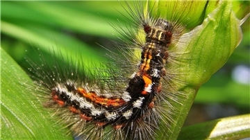 Die auffällige Raupe eines Schwan genannten Nachtfalters.